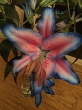 Red Grey Double Oriental Lily Bulbs Imported Flower Plant Pack of 2 picture