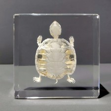 Turtle Skeleton In Resin, Animal Skeletons, Trachemys scripta elegans picture