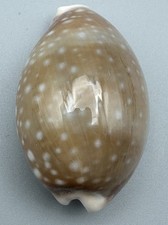 Lyncina vitellus 50.55mm Special Olive Color Pacific Deer Calf Cowrie Shell picture
