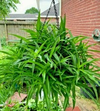 10 of air clear house plant rooted- spider plant all green bare rooted picture