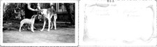 A Borzoi Dog & Pup Outdoors B+W Found Photo V4466 picture