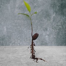 juvenile NC Pecan tree- live Plant- plant only- sizes vary- Qty:1 picture