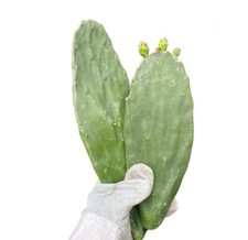 Spineless Prickly Pear Cactus Plant Hardy Nopales Many Pads Organic 10Lbs picture