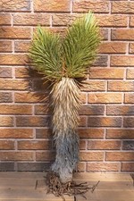 3FT DOUBLE, JOSHUA TREE,PLANT, LEGALLY HARVESTED & TAGGED, YUCCA BREVIFOLIA picture