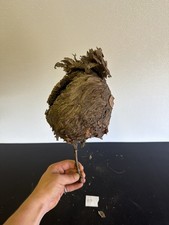 Gorgeous Bald Faced Hornets Nest Small made In Upstate New York #19 picture