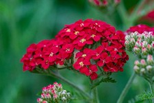 500 RED YARROW SEEDS | SALE  NON GMO HEIRLOOM picture
