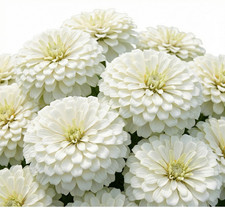 Zinnia Benary’s Giant WHITE Cut Flower Garden 4-6