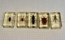 Vintage Real Insects In Epoxy Resin, Lot Of 5 Taxidermy picture