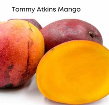 Tommy Atkins Mango Tree GRAFTED 2-4 Ft Tall.Ship To All States. Actual Photos picture