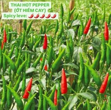THAI HOT PEPPER, ỚT HIỂM   |NEW SEEDS| picture