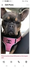 DOG LUXURY 2 SET , HARNESS & LEASH | ADJUSTABLE | designer, FAST SHIPPING cat picture