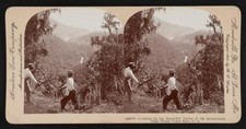 Looking up beautiful valley Reventazon Juan Vinas Costa Rica C A Old Photo picture