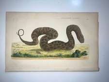 Warted Snake - 1783 RARE SHAW & NODDER Hand Colored Copper Engraving picture