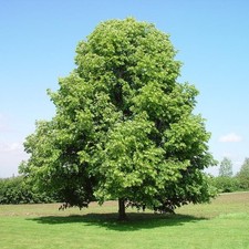 Tilia seёds, 5 Tilia europaea Pallida seёds SW70B+TRACK № picture