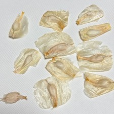 Welwitschia Mirabilis 2026seeds5/20/50/100pcs picture