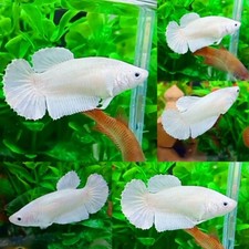White Platinum Halfmoon Plakat Female - IMPORT LIVE BETTA FISH FROM THAILAND picture