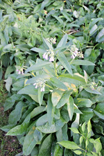 50 Pieces Live Russian Organic Comfrey Root Pieces for Planting New Plants picture