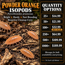 Powder Orange Isopods – Porcellionides pruinosus – 25/50/100/250+ – Bioactive Cl picture