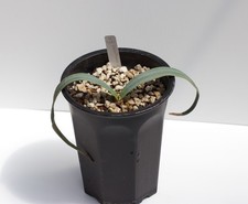 Welwitschia mirabilis - great looking seedling picture