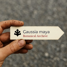 Gaussia maya | Mayan Palm | 10 SEEDS - Mayan palm | Maya palm picture