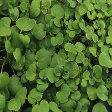 True Watercress Seeds | 1,000 Seeds | Heirloom / Non-GMO | | 1157 picture