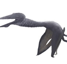 Prehistoric Pterosaur/ Egg Fossil - Priced To Sell ..half Of A Egg picture