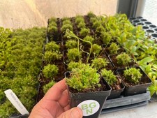 Drosera spatulata – Spoon-leaf Sundew - Carnivorous Plant picture