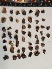 Triceratops Teeth Bulk Buy 50 Pieces. Hell Creek Fm MT. Unique Specimens picture