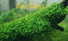 *BUY 2 GET 1 FREE* Java Moss Vesicularia Dubyana Easy Live Aquarium Plants ✅ picture