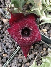 Huernia (keniensis var. keniensis x sp.) 'Spiny Norman' (cactus - succulent -... picture