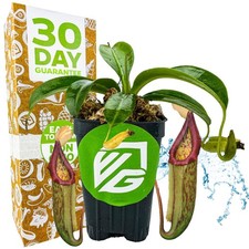 Miranda Carnivorous Pitcher Plant - Nepenthes miranda picture