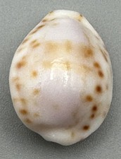 Cypraea rashleighana 19.76mm Outstanding White Specimen Hawaiian Endemic Cowrie picture