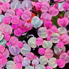 80+ Leaf Red Root Floaters Live  Aquarium Floating Plant Buy 2 Get 1 Free picture