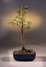 15 y.o. Bald Cypress Bonsai Tree Taxodium Distichum Outdoor Potted 14-16
