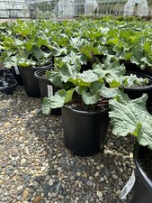 Potted Rhubarb Plant Large Established Roots 2 gal. “Chipman’s Red” picture