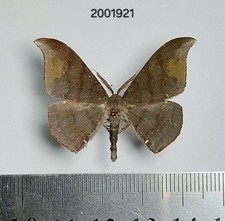 Geometridae sp.   #1921 NORTH THAILAND picture