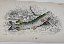 Antique Jardine/Lizars hand colored engraving fish print “The Pike” picture