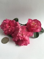 Camellia sasanqua 'Sparkling Burgandy' starter plant in .5 Liter pot picture