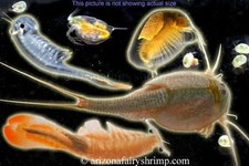 Premium Desert Lake Bed Substrate with Live Aquatic Invertebrate Eggs - Joshua T picture