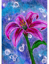 Aceo PRINT of original Lily flower with bubbles drawing 2.5x3.5 Kat Harris Art picture