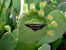Organic Prickly Pear Cactus 8 LG Pads Spineless  picture