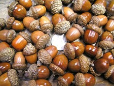 48 dried acorns With caps for fall crafts, Real acorns,  Natural finish 2 picture