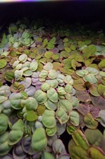 80+ Leaves Red Root Floaters- Buy 2 Get 1 Free-Live Floating Aquarium Plants picture