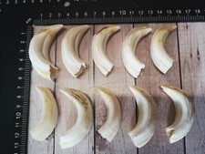 TOP real wild boar teeth wild boar teeth Haderer NEW and professional picture