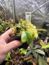 Nepenthes Truncata -Seedgrown - Rare Giant Lowland Species picture