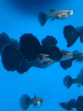High quality USA SELLER    Male dark night dumbo hm guppy picture