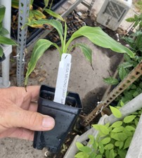 Mekong Giant Banana Plant - Musa Itinerans - Very Cold Hardy picture