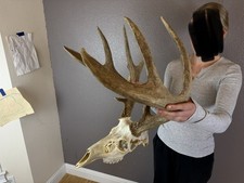 BIG European REAL Skull Whitetail Deer Antlers Set Wild Idaho Horns Mount 4x6 picture