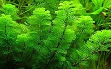 Green Cabomba Live Fish Tank Plants Aquarium Plants BUY 2 Get 1 FREE ✅ picture