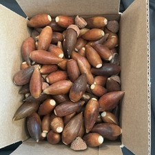5 lbs Huge 2
